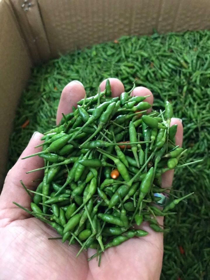 Ớt gió ngậm sương trên cao nguyên đá bé tí teo mà giá lên đến 300-500 ngàn/kg vẫn đắt khách đặt mua-2