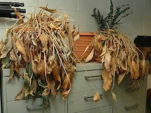 2 biểu hiện cho thấy căn nhà của bạn đang chứa lượng tác nhân gây ung thư quá nhiều so với quy định, khắc phục ngay trước khi rước bệnh-3