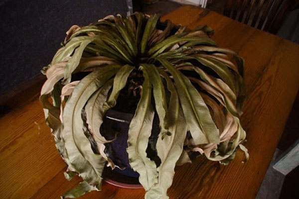 Chủ quan với vết ban đỏ trên trán, người phụ nữ không ngờ đó là dấu hiệu bệnh ung thư-4