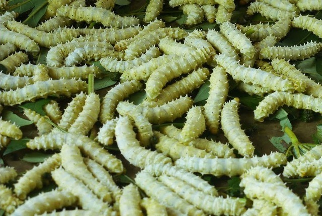 Kinh hãi với những món ăn tẩm bổ tiền triệu của nhà giàu Việt-2