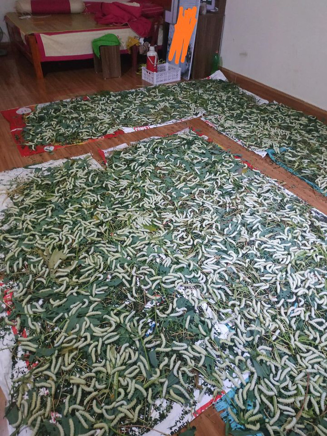 Con dâu mang bầu đến tháng thứ 8 nhưng bị đặt nhờ” mấy nong tằm trong phòng ngủ, câu nói của bố chồng khiến MXH ai cũng phẫn nộ-2