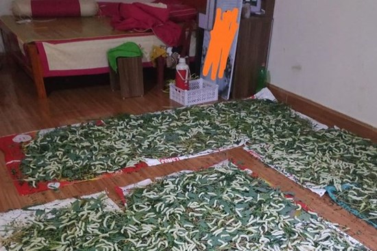 Con dâu mang bầu đến tháng thứ 8 nhưng bị “đặt nhờ” mấy nong tằm trong phòng ngủ, câu nói của bố chồng khiến MXH ai cũng phẫn nộ