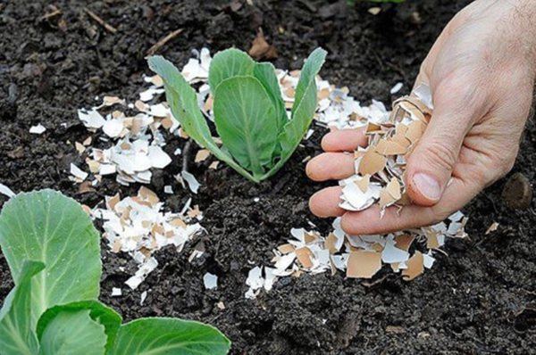 Dùng những nguyên liệu rẻ tiền có sẵn trong bếp bón cây, tác dụng thần kì ai cũng ngạc nhiên-1