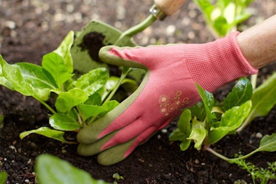 Dùng những nguyên liệu rẻ tiền có sẵn trong bếp bón cây, tác dụng thần kì ai cũng ngạc nhiên