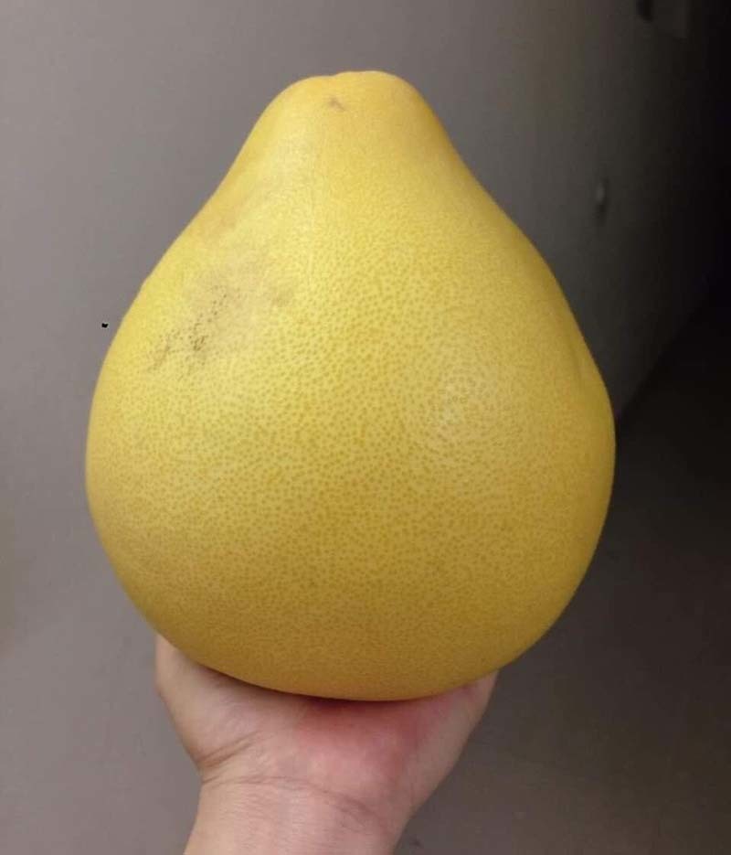 Bưởi Trung Quốc ruột đỏ au: Vỏ vàng không hạt, ngày bán cả tấn-4