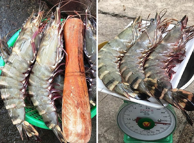 Tôm sú nặng ngang tôm hùm xanh sụt giá, ở đâu bán rẻ?-2