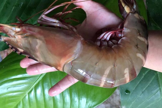 Tôm sú nặng ngang tôm hùm xanh sụt giá, ở đâu bán rẻ?