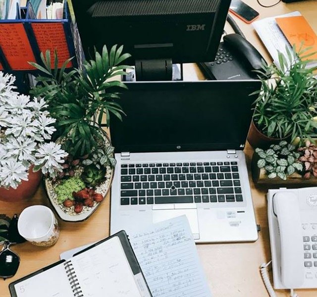 Các mẫu cây cảnh để bàn đẹp, hợp tuổi, hợp mệnh phong thủy-2