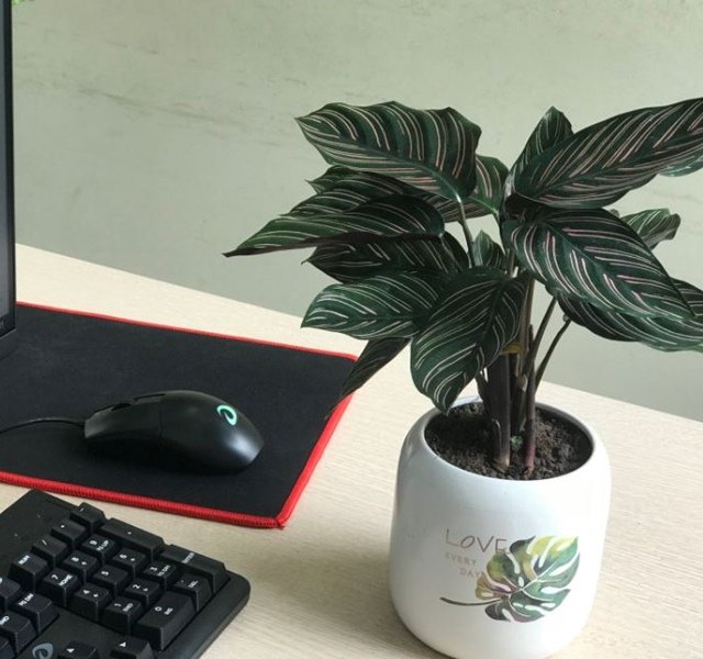 Các mẫu cây cảnh để bàn đẹp, hợp tuổi, hợp mệnh phong thủy-4