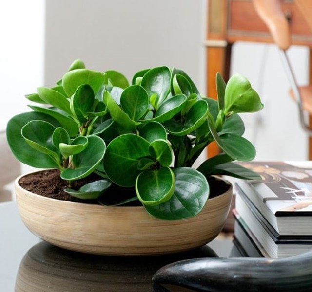 Các mẫu cây cảnh để bàn đẹp, hợp tuổi, hợp mệnh phong thủy-6