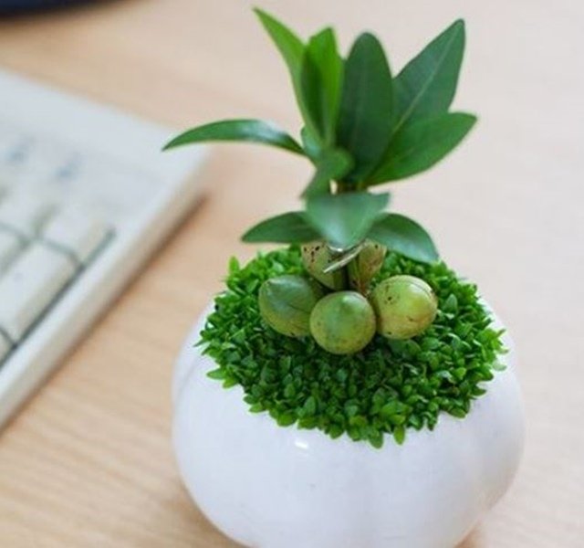 Các mẫu cây cảnh để bàn đẹp, hợp tuổi, hợp mệnh phong thủy-8