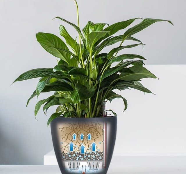 Các mẫu cây cảnh để bàn đẹp, hợp tuổi, hợp mệnh phong thủy-10