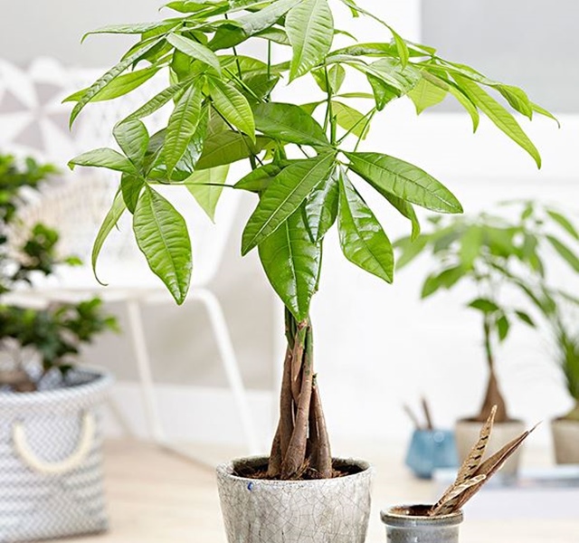 Các mẫu cây cảnh để bàn đẹp, hợp tuổi, hợp mệnh phong thủy-13