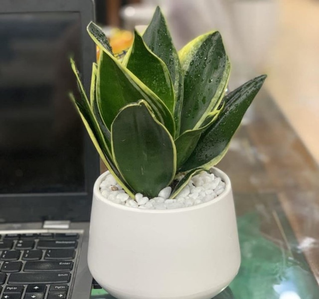 Các mẫu cây cảnh để bàn đẹp, hợp tuổi, hợp mệnh phong thủy-14