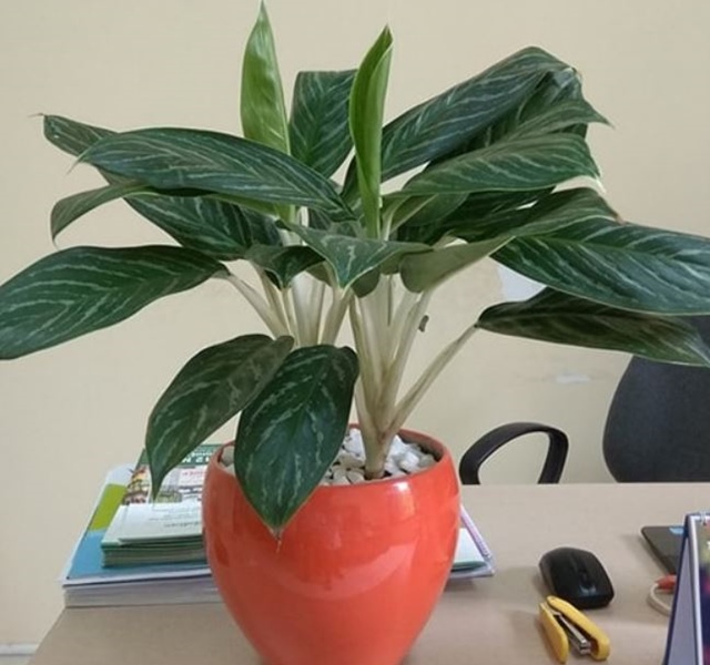 Các mẫu cây cảnh để bàn đẹp, hợp tuổi, hợp mệnh phong thủy-15