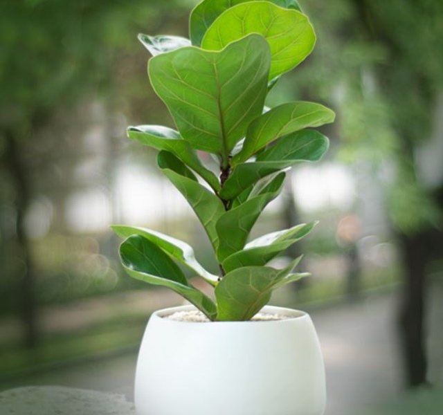 Các mẫu cây cảnh để bàn đẹp, hợp tuổi, hợp mệnh phong thủy-19