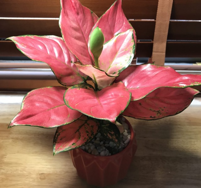 Các mẫu cây cảnh để bàn đẹp, hợp tuổi, hợp mệnh phong thủy-20