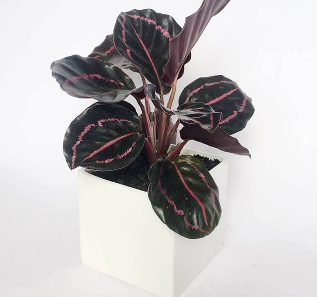 Các mẫu cây cảnh để bàn đẹp, hợp tuổi, hợp mệnh phong thủy-22