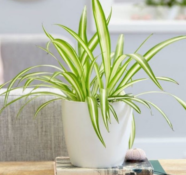 Các mẫu cây cảnh để bàn đẹp, hợp tuổi, hợp mệnh phong thủy-23