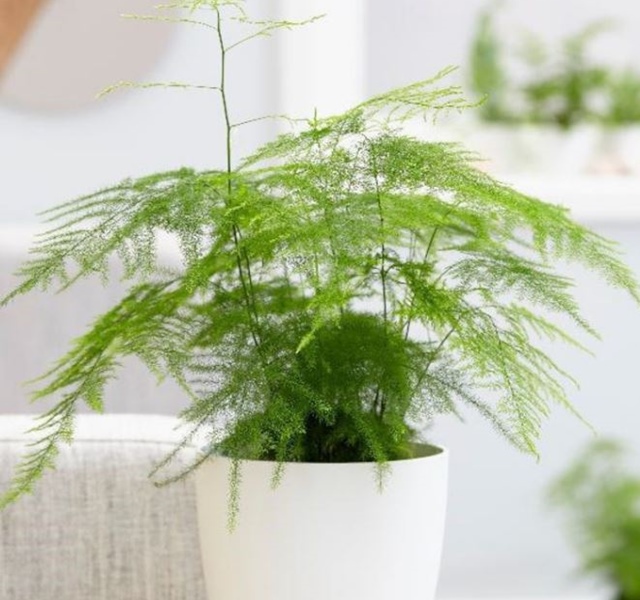 Các mẫu cây cảnh để bàn đẹp, hợp tuổi, hợp mệnh phong thủy-24