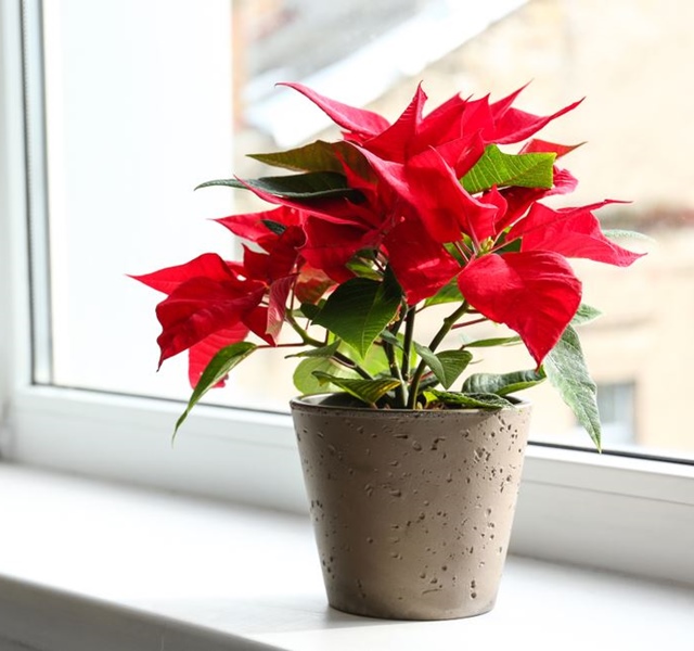 Các mẫu cây cảnh để bàn đẹp, hợp tuổi, hợp mệnh phong thủy-28