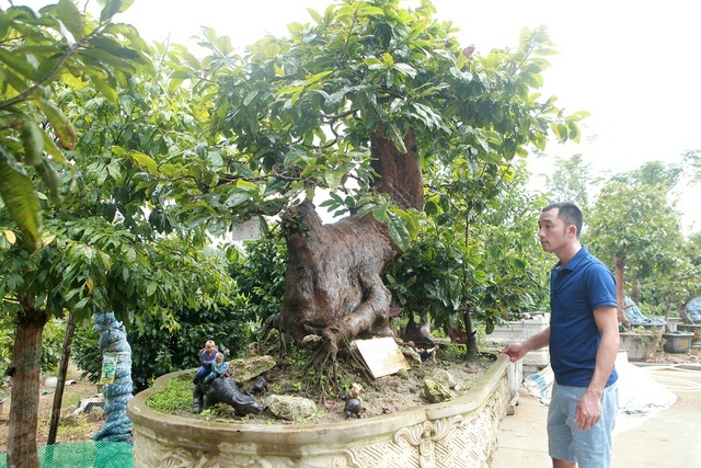 Cụ mai vàng Yên Tử 700 tuổi giá triệu USD của đại gia Quảng Ninh-10