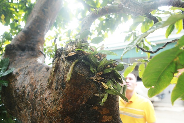 Cụ mai vàng Yên Tử 700 tuổi giá triệu USD của đại gia Quảng Ninh-7