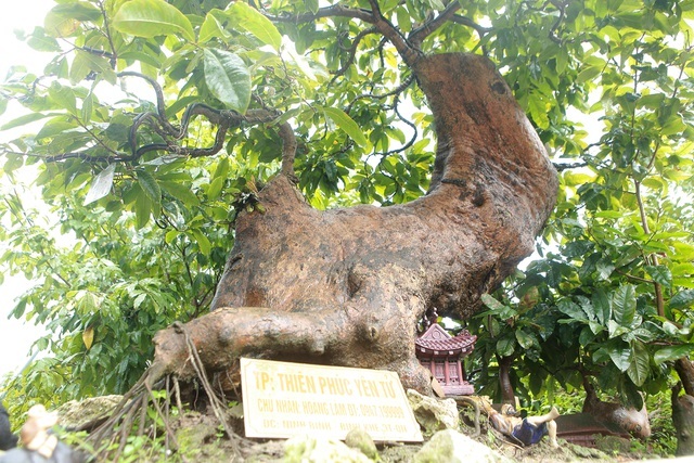 Cụ mai vàng Yên Tử 700 tuổi giá triệu USD của đại gia Quảng Ninh-8