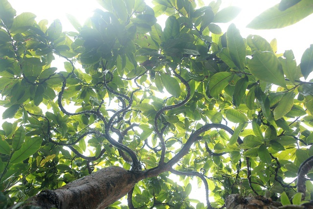 Cụ mai vàng Yên Tử 700 tuổi giá triệu USD của đại gia Quảng Ninh-9