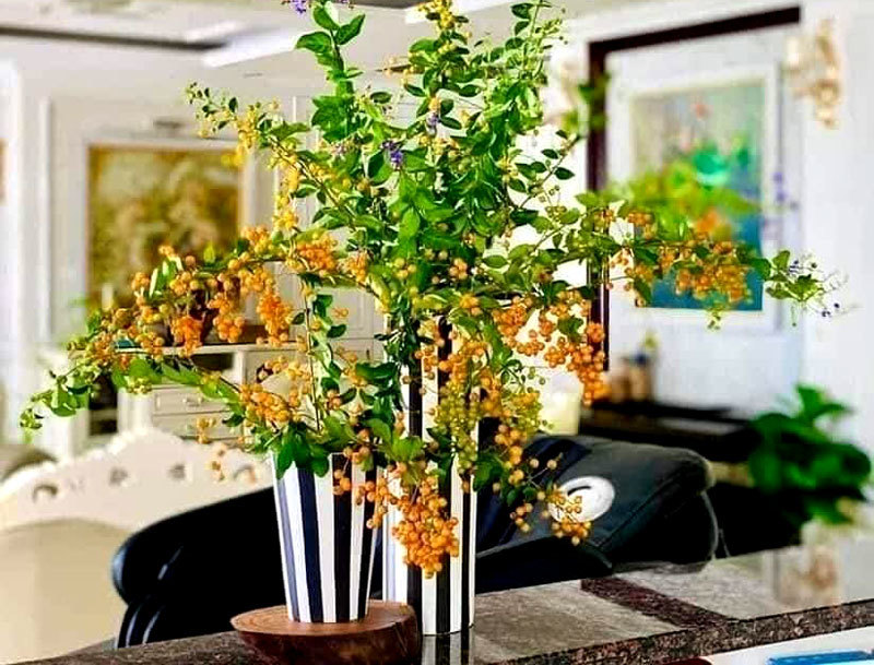 Cây bụi bờ rào: Ở quê cho không, Hà Nội thành hàng sang chảnh-1