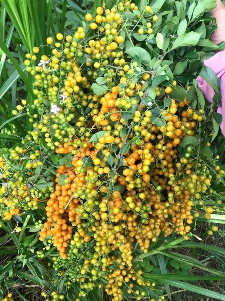 Cây bụi bờ rào: Ở quê cho không, Hà Nội thành hàng sang chảnh-2