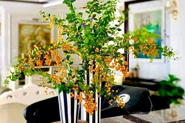 Thứ quả rừng dài cả mét được săn lùng, dân hái bán thu tiền triệu mỗi ngày-6