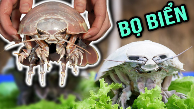 Loài bọ biển ngon hơn cả tôm hùm, đắt xắt ra miếng-5