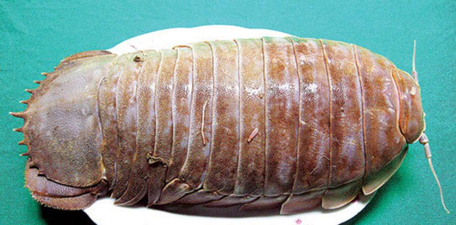 Loài bọ biển ngon hơn cả tôm hùm, đắt xắt ra miếng-7