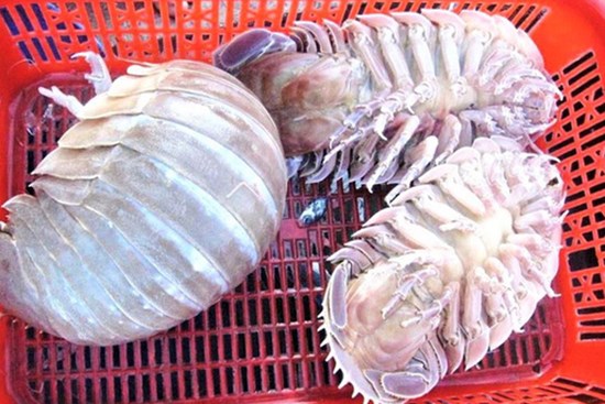 Loài bọ biển ngon hơn cả tôm hùm, đắt xắt ra miếng