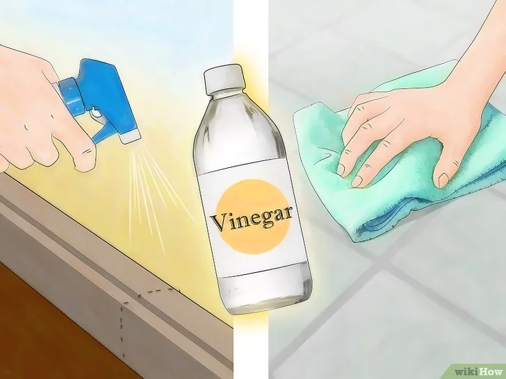 Dùng nguyên liệu tự nhiên sẵn có, cách diệt kiến trong nhà đơn giản hơn bao giờ hết mà không cần hóa chất chuyên dụng-3