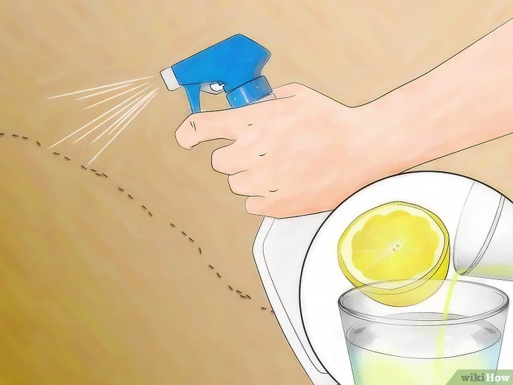 Dùng nguyên liệu tự nhiên sẵn có, cách diệt kiến trong nhà đơn giản hơn bao giờ hết mà không cần hóa chất chuyên dụng-4