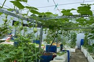 Tận dụng sân thượng chung cư, nữ giám đốc ở Hà Nội đã trồng được một vườn rau đủ loại rau quả sạch với 8 triệu tiền đầu tư