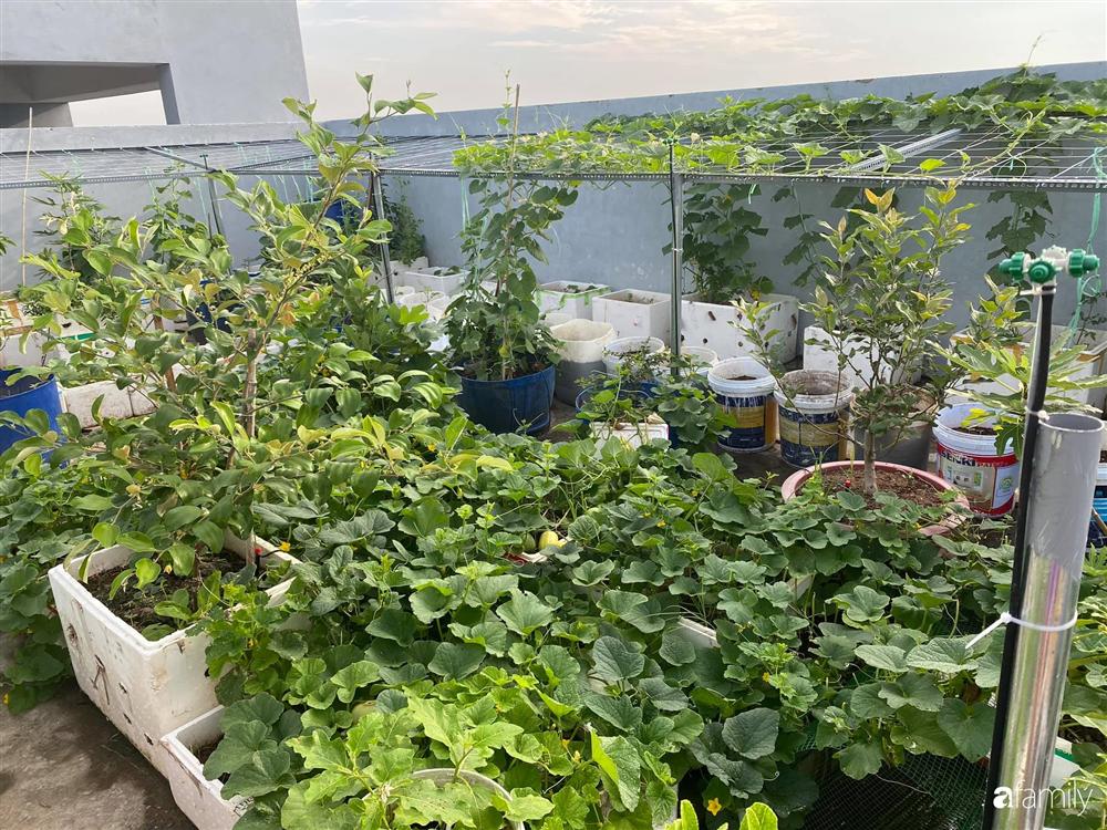 Tận dụng sân thượng chung cư, nữ giám đốc ở Hà Nội đã trồng được một vườn rau đủ loại rau quả sạch với 8 triệu tiền đầu tư-1