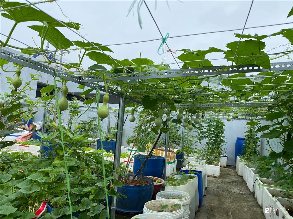 Tận dụng sân thượng chung cư, nữ giám đốc ở Hà Nội đã trồng được một vườn rau đủ loại rau quả sạch với 8 triệu tiền đầu tư-2