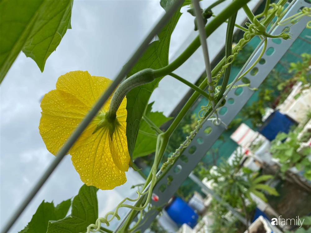 Tận dụng sân thượng chung cư, nữ giám đốc ở Hà Nội đã trồng được một vườn rau đủ loại rau quả sạch với 8 triệu tiền đầu tư-9