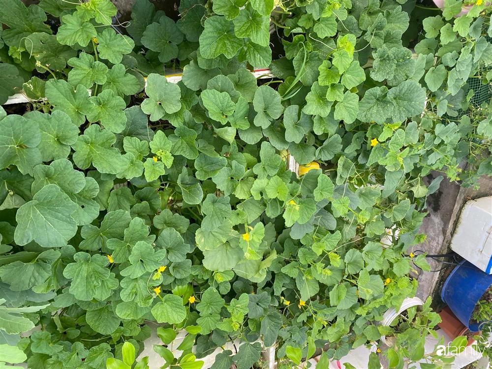 Tận dụng sân thượng chung cư, nữ giám đốc ở Hà Nội đã trồng được một vườn rau đủ loại rau quả sạch với 8 triệu tiền đầu tư-5