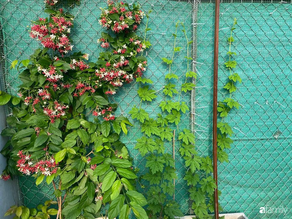 Tận dụng sân thượng chung cư, nữ giám đốc ở Hà Nội đã trồng được một vườn rau đủ loại rau quả sạch với 8 triệu tiền đầu tư-6