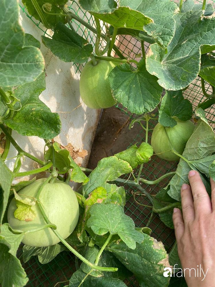 Tận dụng sân thượng chung cư, nữ giám đốc ở Hà Nội đã trồng được một vườn rau đủ loại rau quả sạch với 8 triệu tiền đầu tư-8