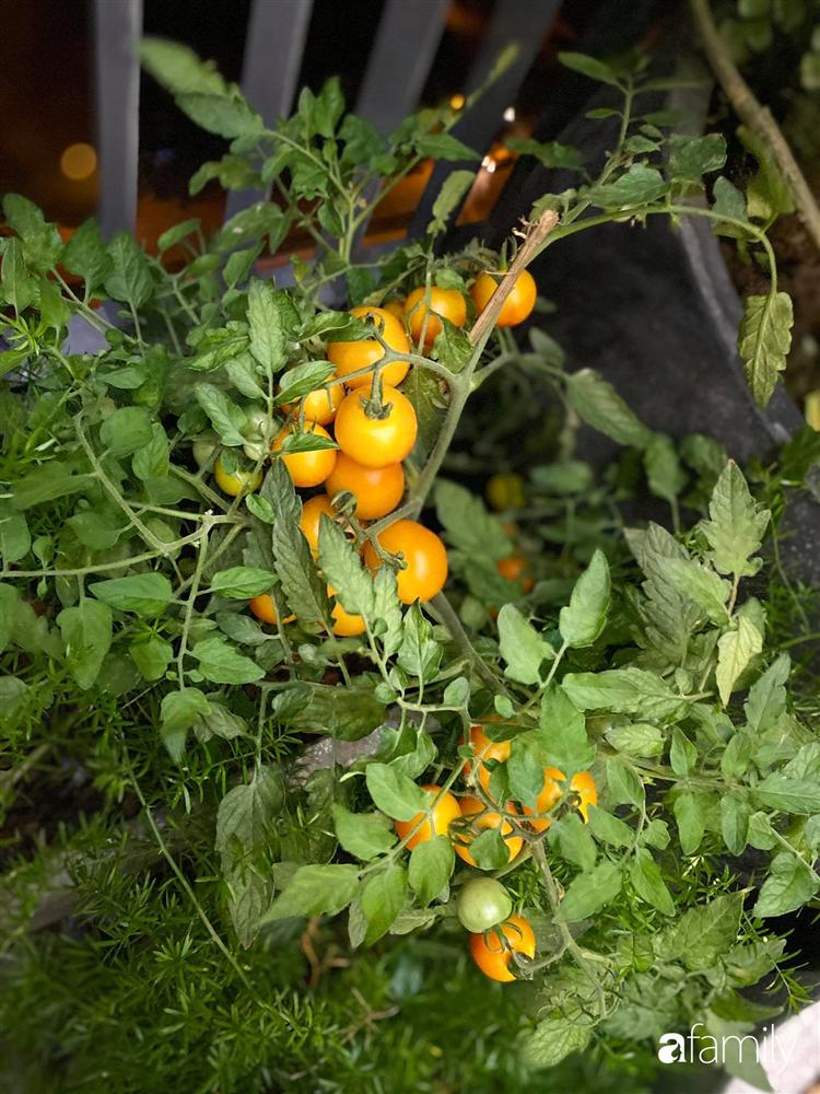 Tận dụng sân thượng chung cư, nữ giám đốc ở Hà Nội đã trồng được một vườn rau đủ loại rau quả sạch với 8 triệu tiền đầu tư-10