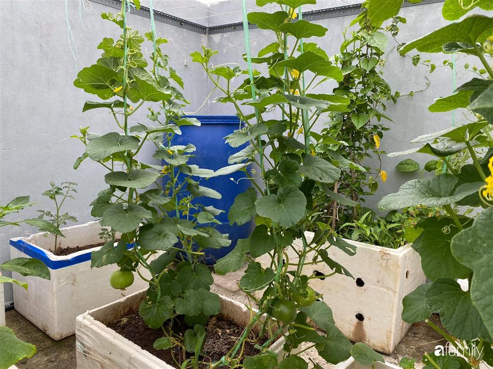 Tận dụng sân thượng chung cư, nữ giám đốc ở Hà Nội đã trồng được một vườn rau đủ loại rau quả sạch với 8 triệu tiền đầu tư-12