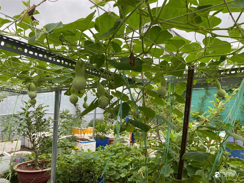 Tận dụng sân thượng chung cư, nữ giám đốc ở Hà Nội đã trồng được một vườn rau đủ loại rau quả sạch với 8 triệu tiền đầu tư-13