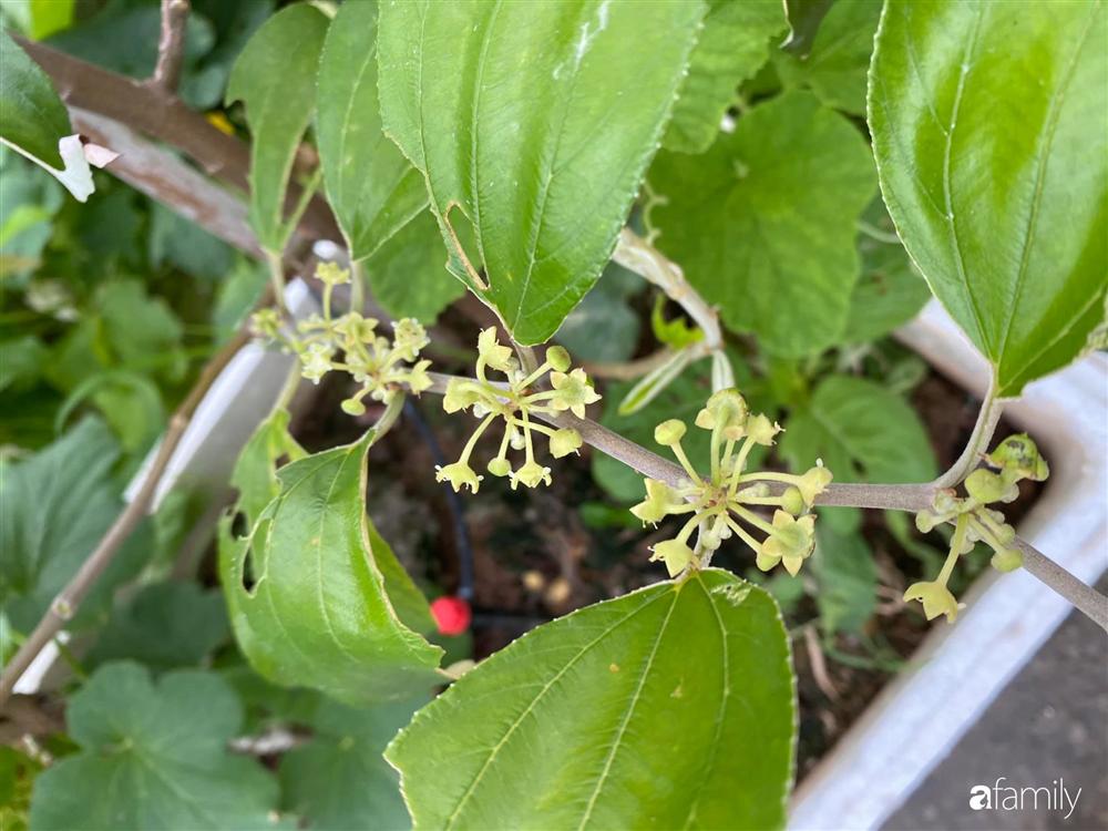 Tận dụng sân thượng chung cư, nữ giám đốc ở Hà Nội đã trồng được một vườn rau đủ loại rau quả sạch với 8 triệu tiền đầu tư-15