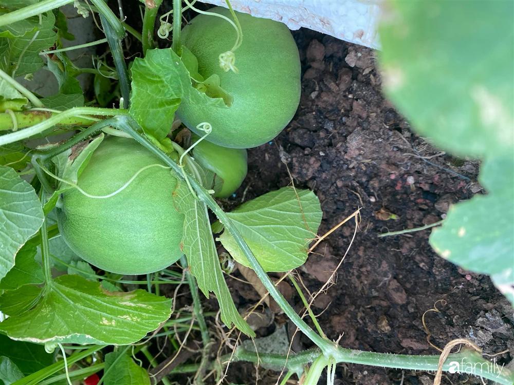 Tận dụng sân thượng chung cư, nữ giám đốc ở Hà Nội đã trồng được một vườn rau đủ loại rau quả sạch với 8 triệu tiền đầu tư-16