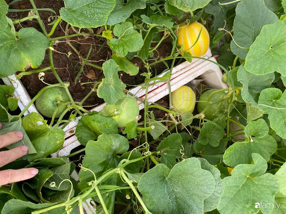 Tận dụng sân thượng chung cư, nữ giám đốc ở Hà Nội đã trồng được một vườn rau đủ loại rau quả sạch với 8 triệu tiền đầu tư-17